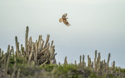 Aruba entra en una nueva era de conservación de la naturaleza