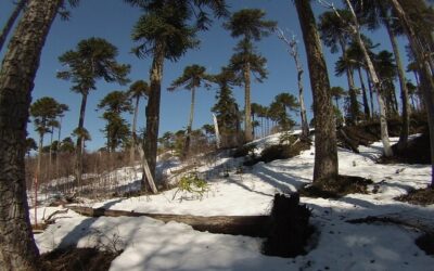 Acceso gratis a 18 parques y reservas nacionales por Día de Los Patrimonios