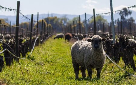 Miembro Gold de International Wineries for Climate Action (IWCA)