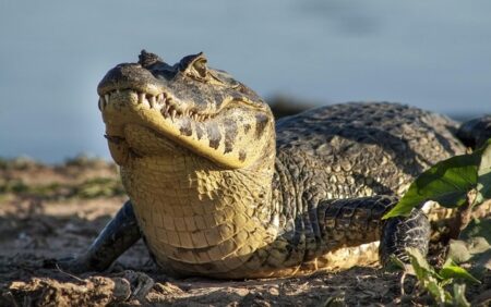 Caimanes en Pantanal Caimanes en Pantanal
