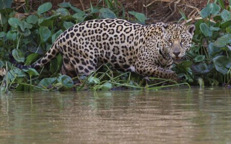 Onça pintada, en Pantanal Onça pintada, en Pantanal