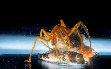 Acuario del Centro Antártico Internacional (CAI) Acuario del Centro Antártico Internacional (CAI)