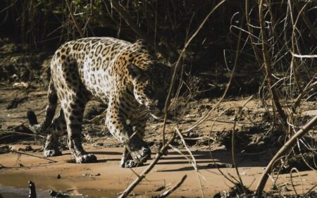 Avistamiento de jaguares en Poconé