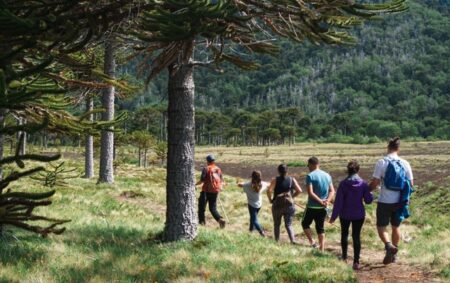 Sendero a la Araucaria Milenaria