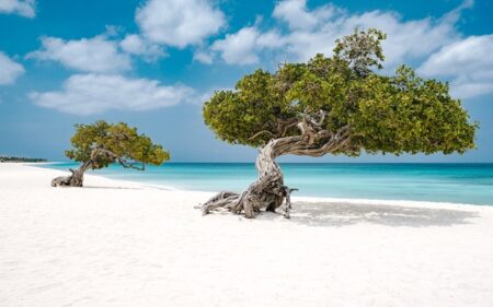 Fofoti Trees At Eagle Beach