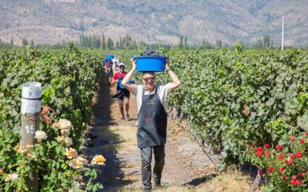 Fiesta de la Vendimia 2026 en el Valle de Colchagua Fiesta de la Vendimia 2026 en el Valle de Colchagua