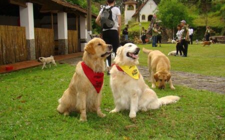 Posada para mascotas en Brasil Posada para mascotas en Brasil