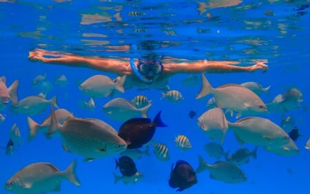 COCHA Travel Insights COCHA Travel Insights