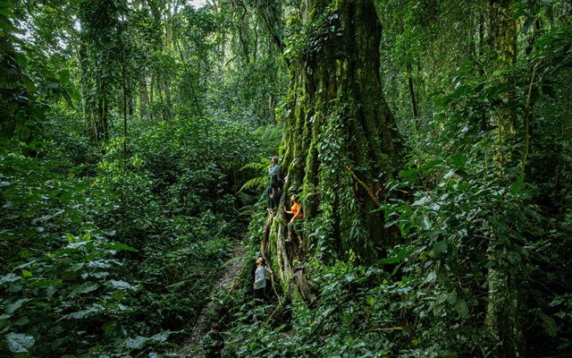 REMOTE Immersion 2026 se realizará del 4 al 8 de mayo en Boquete, Panamá