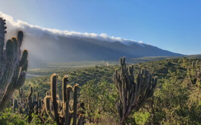 85 años del Parque Nacional Bosque Fray Jorge: ejemplo de restauración ecológica