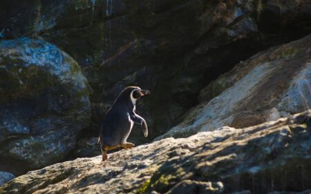 Pingüino de Humboldt