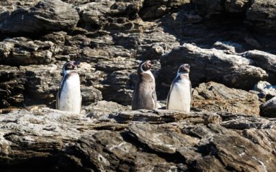 Década decisiva para evitar la extinción del Pingüino de Humboldt en Chile
