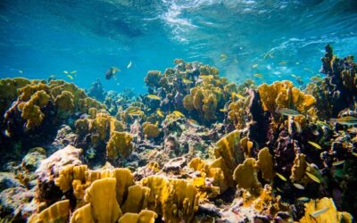 Toda la isla de Aruba es declarada Reserva de la Biosfera por la UNESCO