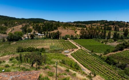 Viñedos en Portezuelo bajo un cielo despejado. Viñedos en Portezuelo bajo un cielo despejado.