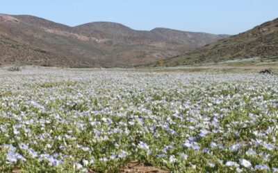 Desierto florido acerca la oferta de Atacama a actores clave de la industria